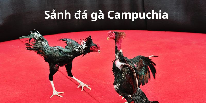 Thông tin tổng quan sảnh đá gà Campuchia